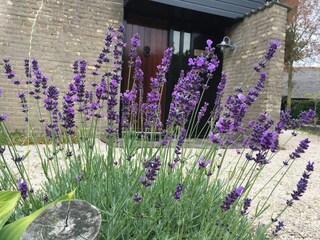 Holiday house Sint Maartenszee Outdoor Recording 5