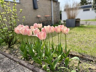 Vakantiehuis Sint Maartenszee Buitenaudio-opname 7