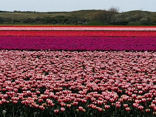 Maison de vacances Sint Maartenszee Environnement 35