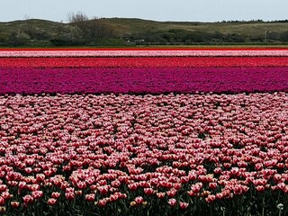 Vakantiehuis Sint Maartenszee Kenmerken 31