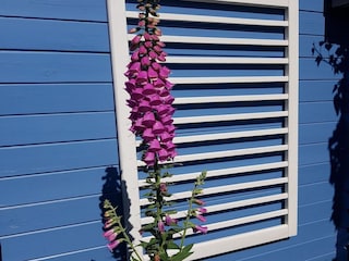 Ferienhaus Sint Maartenszee  33