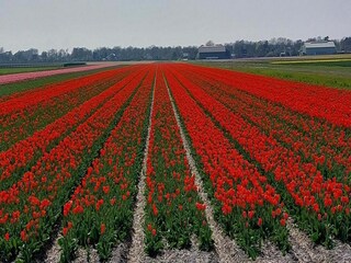 Maison de vacances Sint Maartenszee Environnement 25