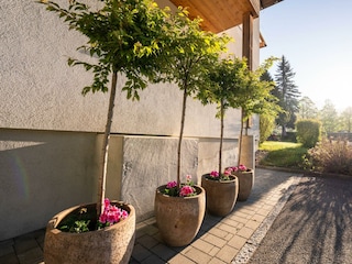 Zierkirschbäume