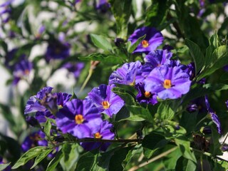 Apartment Orebic  10