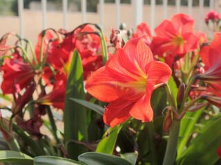 Apartment Orebic  11