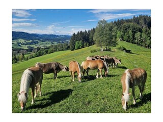 Hausweide auf dem Grad