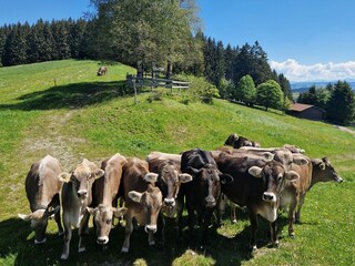 Casa de vacaciones Weitnau Grabación al aire libre 9
