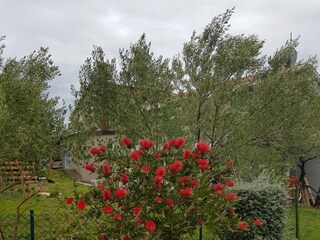 Apartment Korcula (Stadt)  6