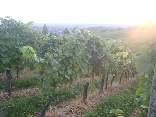 Holiday apartment Baden-Baden Environment 22