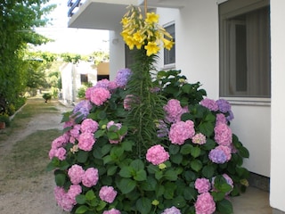 Apartment Sukošan  9