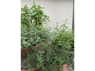 Fresh herbs in garden for use in cooking.