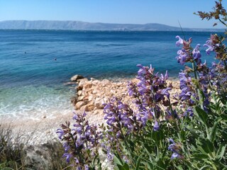 Strand ist 100 m von LOFT 2. Salvia Blüten im Frühjahr.