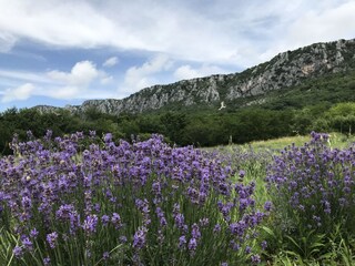 Wandern um Novi Vinodolski. Lavendelfeld.