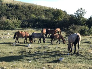 Hiking around Novi Vinodolski. Meeting horses.