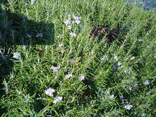 Apartment Pirovac  11