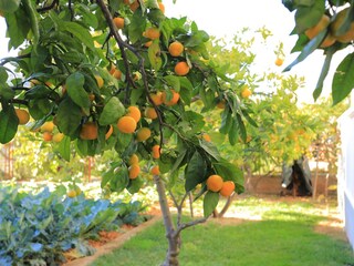Apartment Marina in Kroatien  8