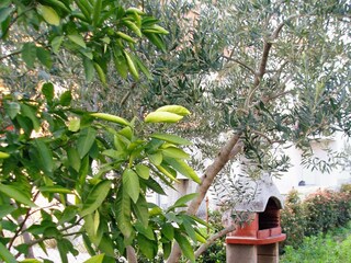 Apartment Kastel Stafilic  6