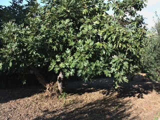 Apartment Kastel Stafilic  8