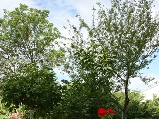 Apartment Novi Vinodolski  3