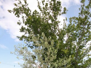 Ferienzimmer Njivice  6