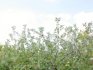 Apartment Sumartin  9