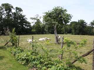 View on the meadow