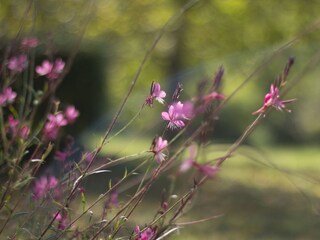 Ferienhaus Deutschland  5