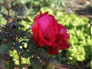 Apartment Biograd  12