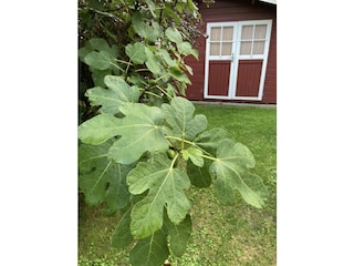 Feigenbaum im Garten