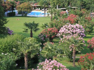 The garden in bloom