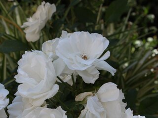 Apartment Zubovići  10