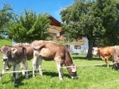 Kälber vor der Ferienwohnung