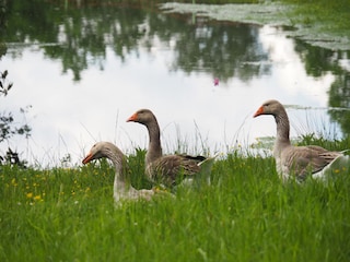 Unsere Gänse