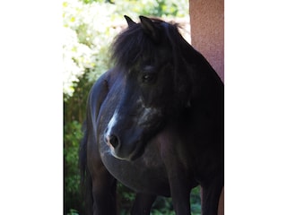 Unser Pony Blacky