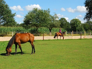 Pferdeweide mit Reitplatz