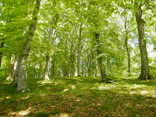 Buchenwald der Granitz