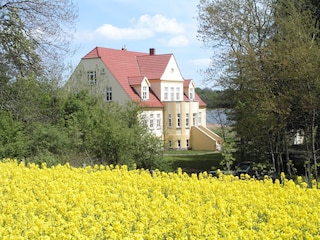 Gutshaus in Rapsblüte