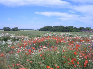 Mohn und Kornblumenwiese