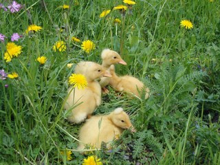 Fattoria Vintl Ambiente 28