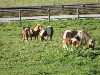 Fattoria Vintl Registrazione all'aperto 9