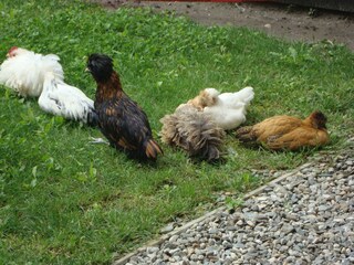 Farmhouse Vintl Outdoor Recording 10