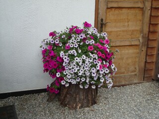 Fattoria Vintl Registrazione all'aperto 6