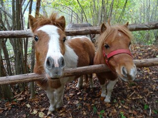 Fattoria Vintl Ambiente 30