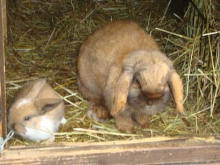 Boerderij Vintl Buitenaudio-opname 7