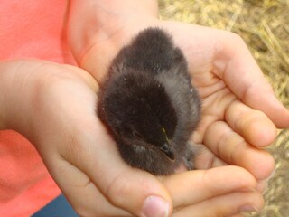 Fattoria Vintl Ambiente 31