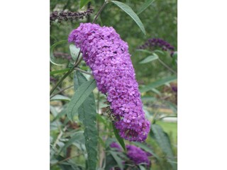 Fattoria Vintl Documento 39