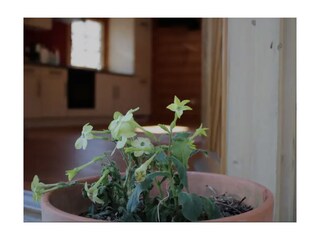 Appartamento per vacanze Naturns Caratteristiche 8