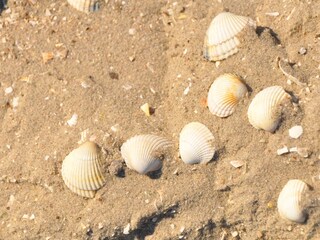 Wattführung + Kinderwattführung mit Krabbenfischen