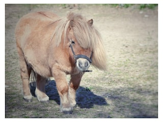 unser kleinster Felix