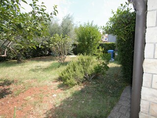 Schöner Garten mit Feigen, Kiwis, Oliven, Kakis und Ros